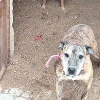 سگ پیت بول آمریکای نر