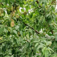 باغچه۳۰۰،۵۰۰،۱۰۰۰متری سنددار جاده شهریار حصارمهتر