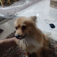 فروش سگ خانگی