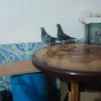 کبوتر رنگی ریش و مسافتی اهوازی چاپی وانروی اردن|پرنده|گرگان, |دیوار