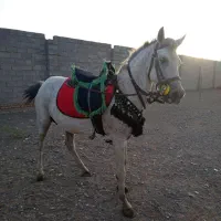 مادیون ارام ۶ساله اسب فیض اباد محولات|اسب و تجهیزات اسبسواری|مه ولات, |دیوار