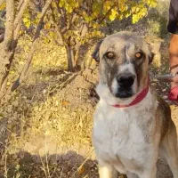 سگ سرابی|سگ|کرمان, |دیوار