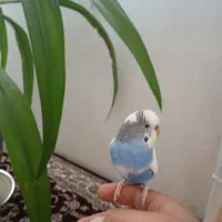 یک جفت مرغ عشق|پرنده|تفت, |دیوار