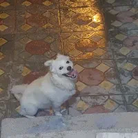 سگ خانگی اصل  آموزش دیده باهوش|سگ|میاندوآب, |دیوار