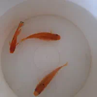 ماهی گوپی ومولی.وسایل وتجهیزات آکواریوم.غذارایگان|ماهی|اصفهان, پینارت|دیوار