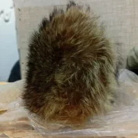 شلوارلی رایگان|لباس|تربت جام, بوستان وحدت|دیوار