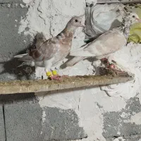 کبوتر هفت رنگ خطی های عالی رنگی های درجه یک قیمت