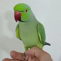 طوطی ملنگو دستی سخنگو ده کلام