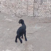 بره شیرخوار