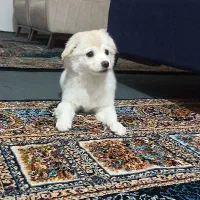 توله سه ماهه فوق‌العاده خوشگل و بازیگوش|سگ|قم, صفائیه|دیوار