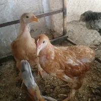 جوجه  مرغ وخروس برهما سلطان گلین