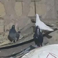 چندعددکبوتر دونه 200|پرنده|گلستان (تهران), |دیوار