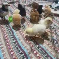 جوجه چند روزه لاری اوشاما