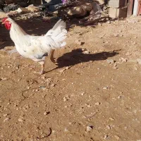 خروس گلین|حیوانات مزرعه|سرپل ذهاب, |دیوار