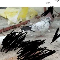 کبوتر پرشی جوجه کشی|پرنده|فاضل آباد, |دیوار