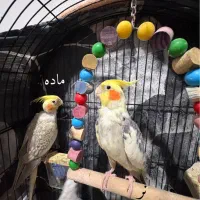 عروس هلندی|پرنده|گرگان, |دیوار