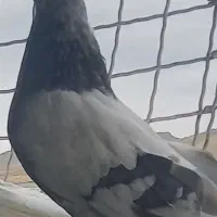 کبوتر ده عدد اصیل قیمت توافقی|پرنده|انگوت, |دیوار