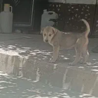توله پژدراصیل
