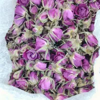 غنچه.  وگل محمدی