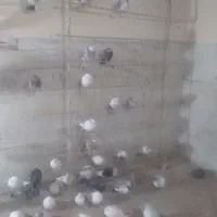 خرید و فروش عروس هلندی، مرغ، خروس و کبوتر|پرنده|فشاپویه, |دیوار