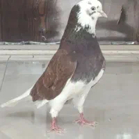 نیر گوره سور پرشی  خال سیاهم داره یک کفتر بی نظیر