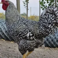 تخم مرغ آمروک آمریکایی