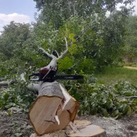 خرید چوب درخت|خدمات باغبانی و درختکاری|خرم‌آباد, |دیوار