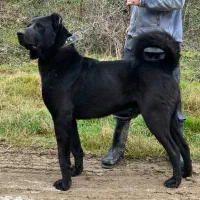 واگذاری توله سرابی