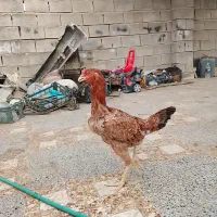 دوعدد ماده بسیار ذات بالا