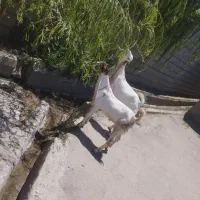 تکه اصل اصل پاکستانی بهترین نژاد