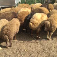 گوسفند زنده|حیوانات مزرعه|ماکلوان, |دیوار