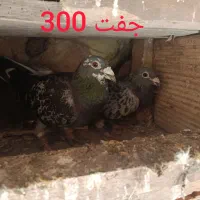 کبوتر فروشی دوبل و پروازی