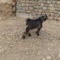 فروش دو عدد کهر تخمی اصلی رش گوش بلند