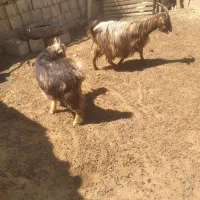 کهره. تیشتر. بز