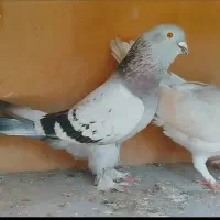 کبوتر|پرنده|اردبیل, |دیوار