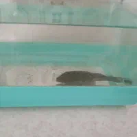 لجن خوار آکواریوم|ماهی|نجفآباد, ویلاشهر|دیوار