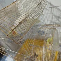 عروس هلندی