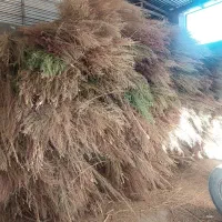 جارو محلی|لوازم نظافت|خرم‌آباد, |دیوار