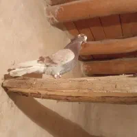 دوتا کبوتر پرشی