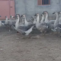 فروش گله قو غاز اکراینی