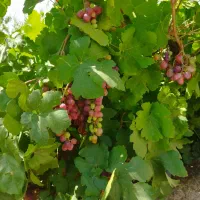 فرصتی برای داشتن باغی  پرطراوت در پل زمانخان