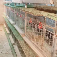 قفس مرغ و بلدرچین|لوازم جانبی حیوانات|زابل, |دیوار