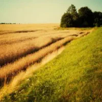 ۶هکتار زمین کشاورزی آبی برقی بارانی مجوز۲۲۰متر چاه