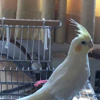 عروس هلندی لوتینو