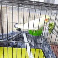 آگهی گمشده|حیوانات|نهاوند, |دیوار