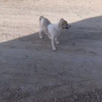 توله سگ|سگ|شیروان (خراسان), |دیوار