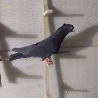 کفتر سبز سیاه زاغ