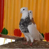 طوقی نر الماسی خال قهوه ای پاک پاک بدون غلط