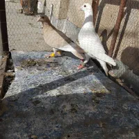 کفتر گرفتنی