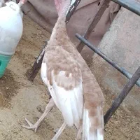 بوقلمون بوربون نر معاوضه با غاز هم دارم